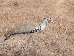 Ardeotis kori struthiunculus