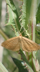 Idaea ochrata