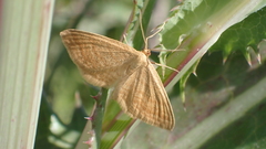 Idaea ochrata