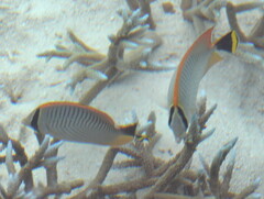 Chaetodon trifascialis