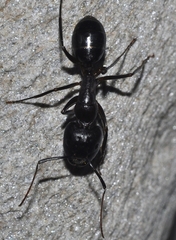 Camponotus sylvaticus