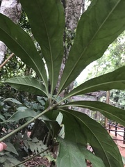 Anthurium pentaphyllum