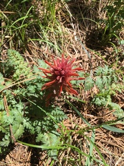 Pedicularis densiflora