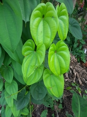 Dioscorea bulbifera