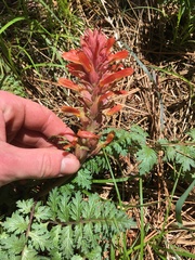 Pedicularis densiflora