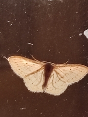 Idaea