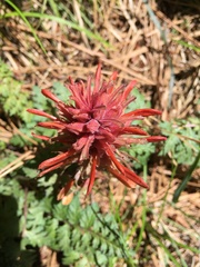 Pedicularis densiflora