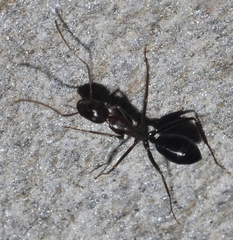 Camponotus sylvaticus