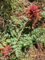 Pedicularis densiflora