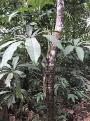 Anthurium pentaphyllum