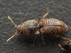 Rismethus squamiger