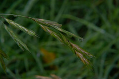 Bromus catharticus
