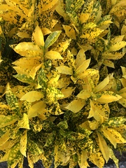 Codiaeum variegatum pictum