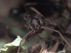 Odontomachus brunneus