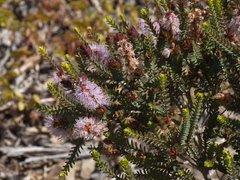 Melaleuca gibbosa
