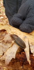 Arion fasciatus