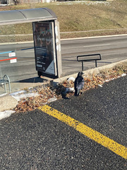 Corvus brachyrhynchos