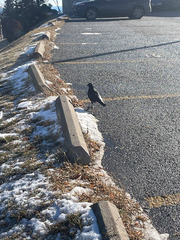 Corvus brachyrhynchos