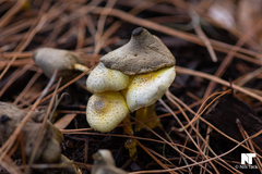Leucocoprinus birnbaumii image