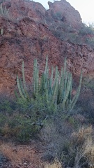 Stenocereus thurberi