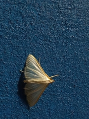 Diaphania costata