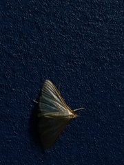 Diaphania costata