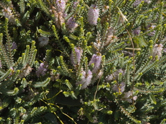 Melaleuca gibbosa