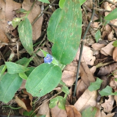 Commelina auriculata
