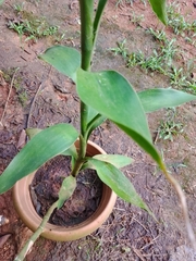 Dracaena sanderiana