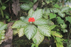 Episcia cupreata
