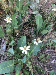 Anemopsis californica