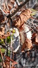 Rothschildia cinctus