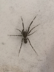 Liophrurillus flavitarsis
