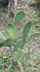 Opuntia cochenillifera