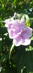 Brunfelsia grandiflora