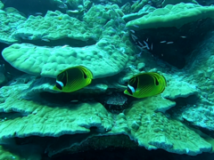 Chaetodon lunula
