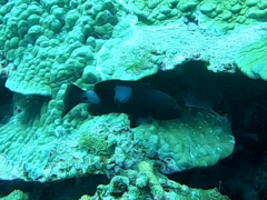 Gracila albomarginata