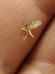 Tineola bisselliella