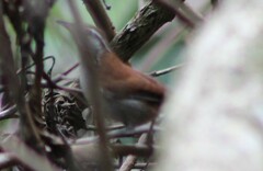 Thryophilus rufalbus