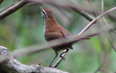 Thryophilus rufalbus