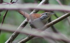 Thryophilus rufalbus