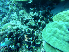 Acanthurus nigricans