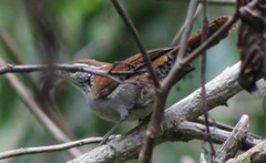 Thryophilus rufalbus