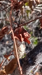 Rothschildia cinctus