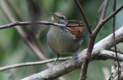 Thryophilus rufalbus