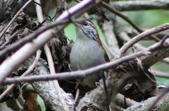 Thryophilus rufalbus