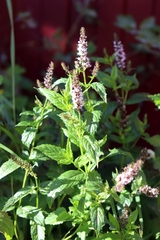 Mentha × piperita