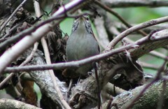 Thryophilus rufalbus