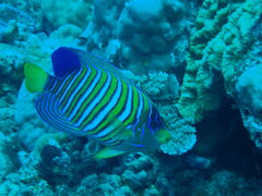 Pygoplites diacanthus