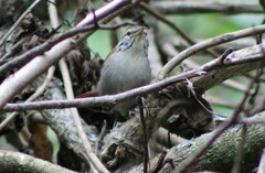 Thryophilus rufalbus